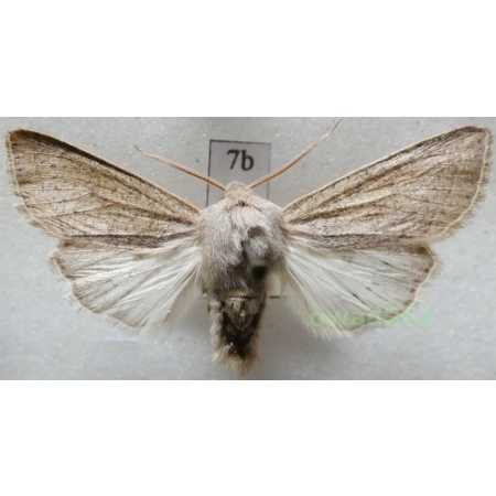 Orthosia gracilis (Denis & Schiffermüller, 1775) Czech7b